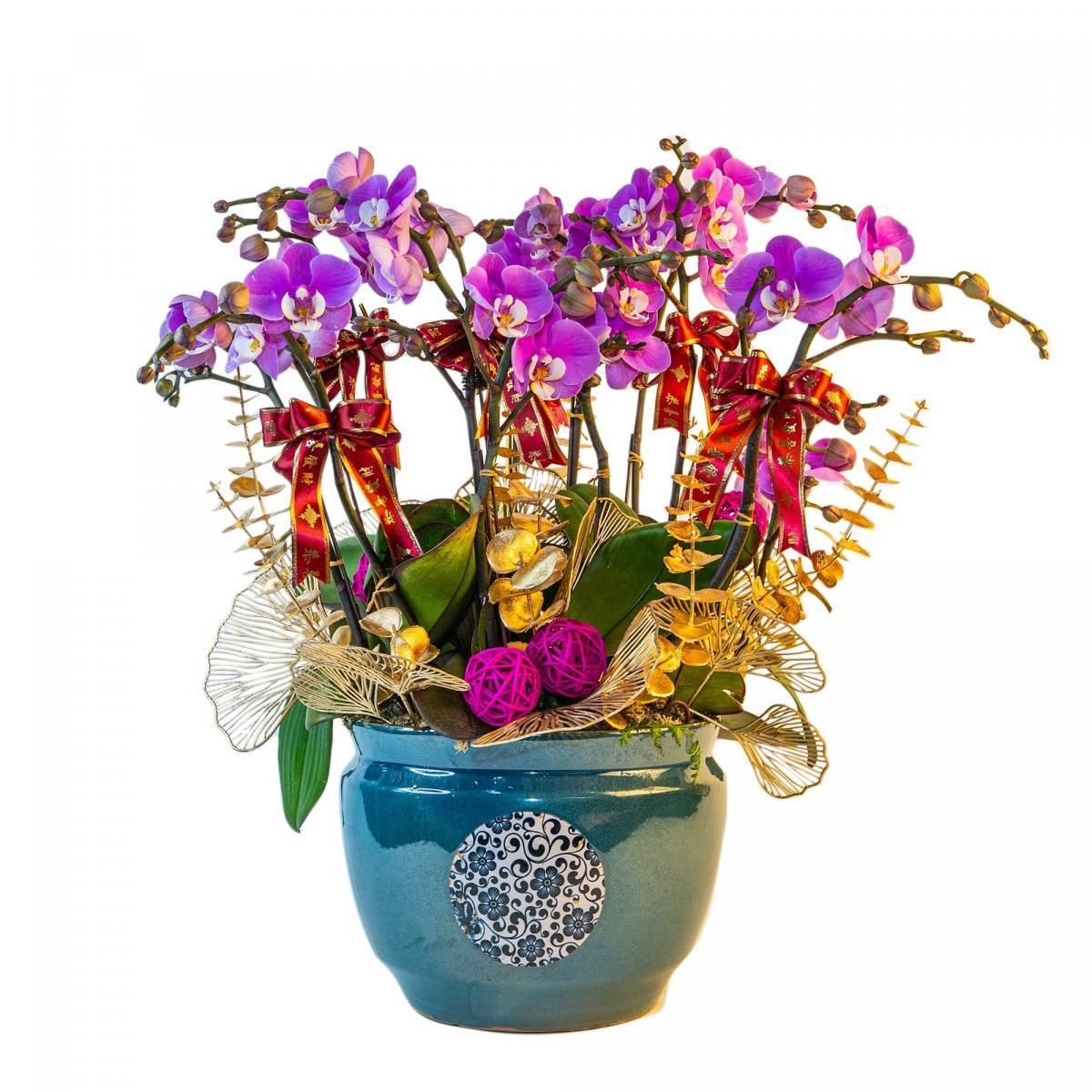 格蘭花店 - 春暖花開安娜中花蝴蝶蘭12棵 [NY2022R-06] 蘭花 辦公室枱花 大堂枱花 開張 新春蘭花 年花 自家蘭花園種植