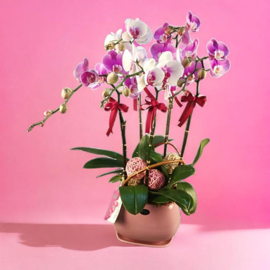 格蘭花店 - 雪中紅閃電蝴蝶蘭5棵 [NY20OR-01] 蘭花 辦公室枱花 大堂枱花 開張 新春蘭花 年花 自家蘭花園種植