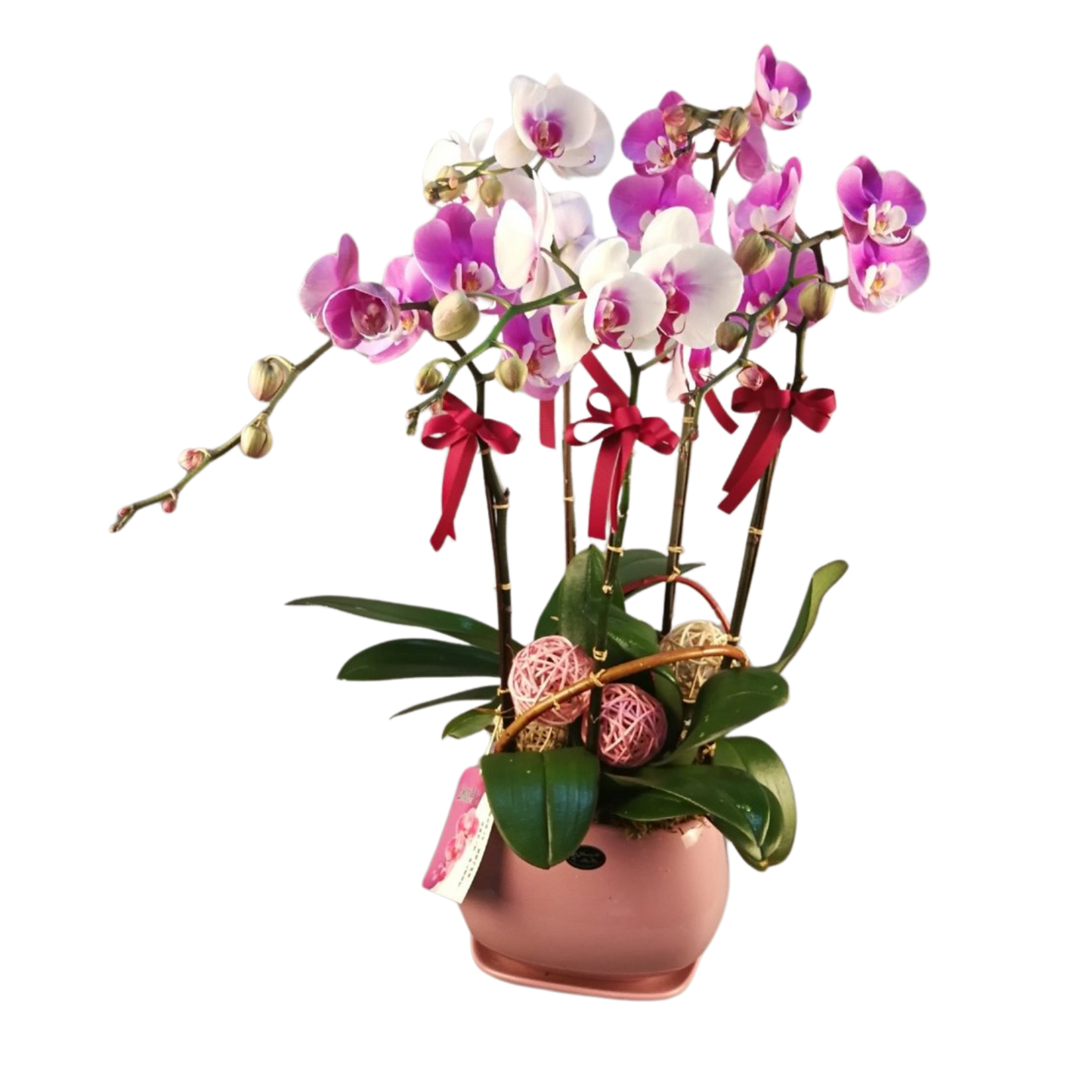 格蘭花店 - 雪中紅閃電蝴蝶蘭5棵 [NY20OR-01] 蘭花 辦公室枱花 大堂枱花 開張 新春蘭花 年花 自家蘭花園種植