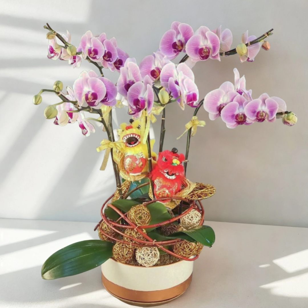 格蘭花店 - 富貴吉祥日本姑娘蝴蝶蘭6棵 [NY20OR-04] 蘭花 辦公室枱花 大堂枱花 開張 新春蘭花 年花 自家蘭花園種植