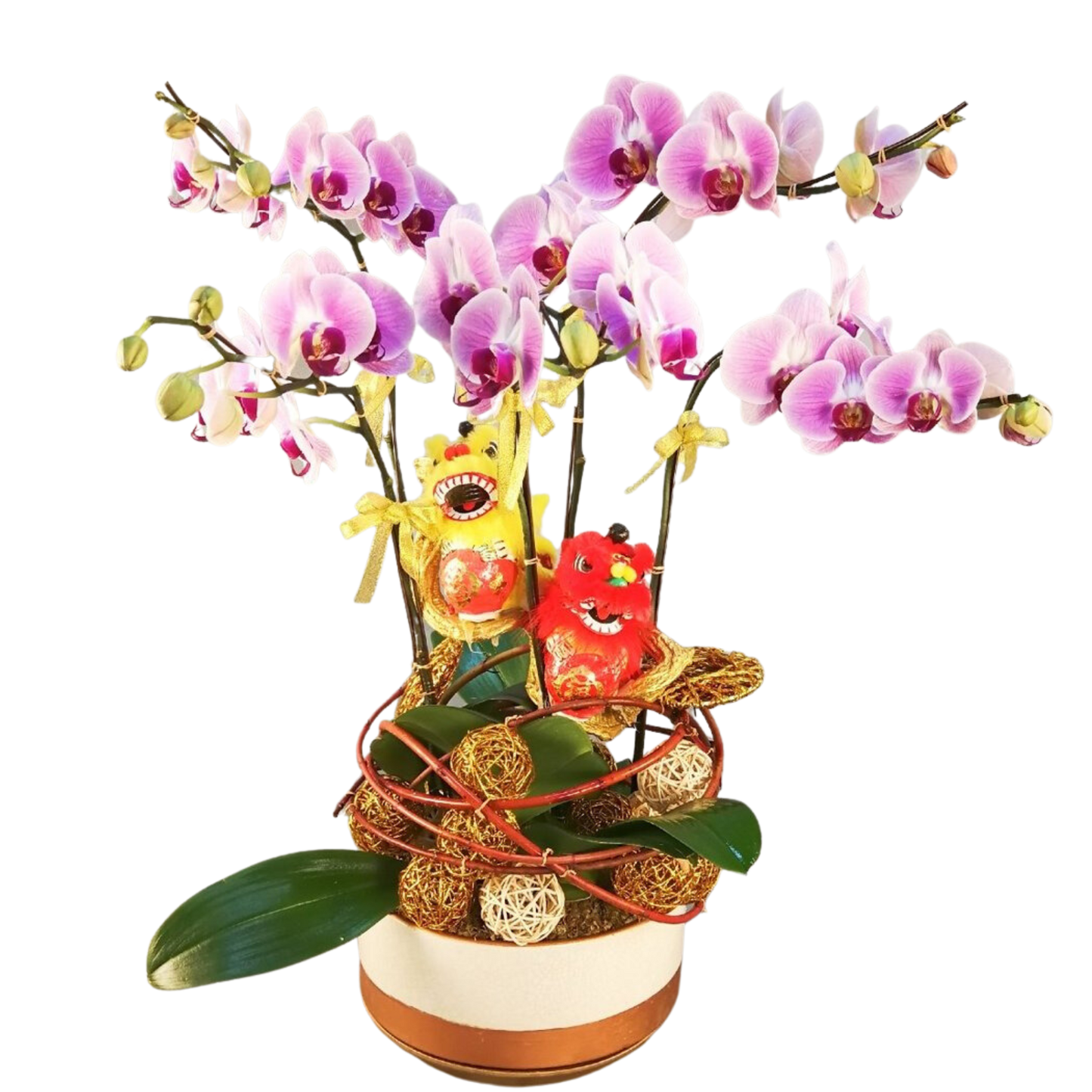 格蘭花店 - 富貴吉祥日本姑娘蝴蝶蘭6棵 [NY20OR-04] 蘭花 辦公室枱花 大堂枱花 開張 新春蘭花 年花 自家蘭花園種植