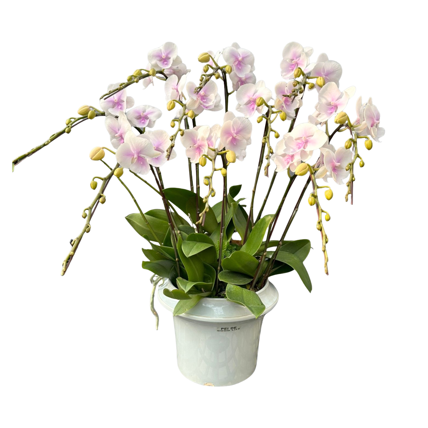 格蘭花店 - 養樂朵中花蝴蝶蘭10菖 [PO001] 蘭花 辦公室枱花 大堂枱花 開張 新春蘭花 年花 自家蘭花園種植
