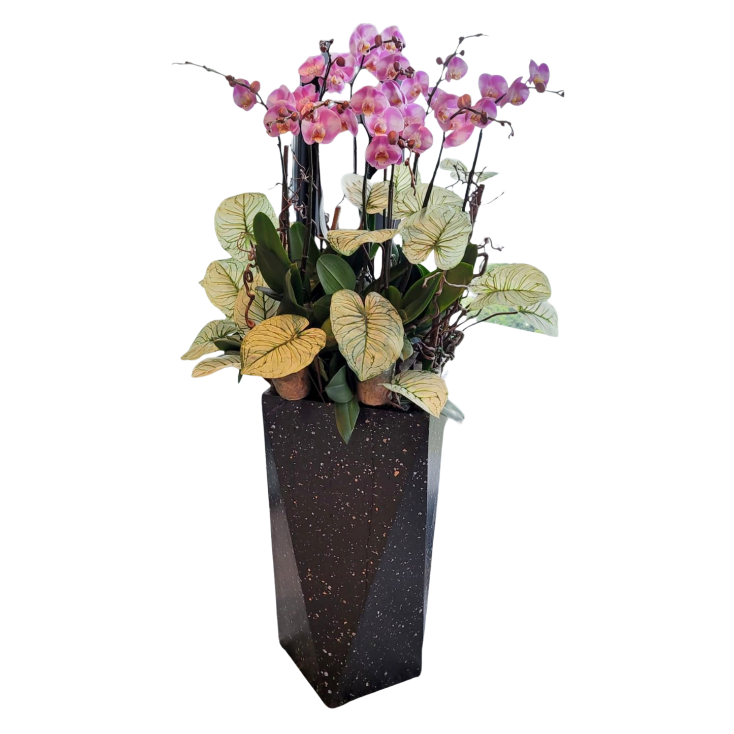 格蘭花店 - 粉紅寶貝大花蝴蝶蘭10菖 [PO002] 蘭花 辦公室枱花 大堂枱花 開張 新春蘭花 年花 自家蘭花園種植