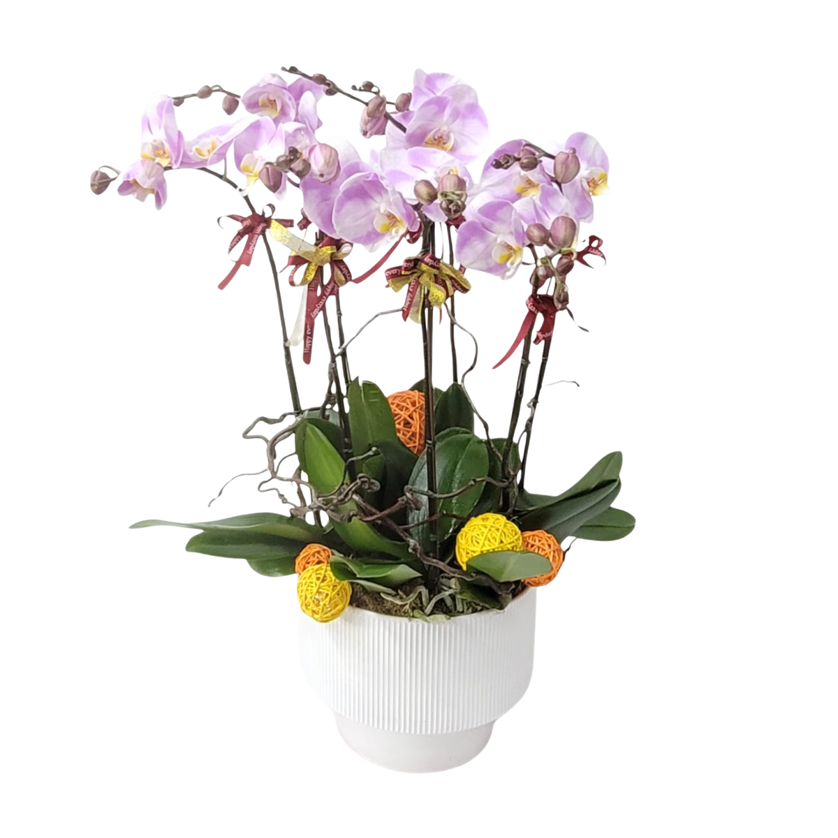 格蘭花店 - 粉紅寶貝大花蝴蝶蘭8菖 [PO003] 蘭花 辦公室枱花 大堂枱花 開張 新春蘭花 年花 自家蘭花園種植