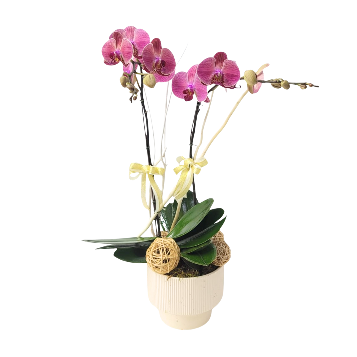 格蘭花店 - 欣欣向榮中花蝴蝶蘭2菖 [PO004] 蘭花 辦公室枱花 大堂枱花 開張 新春蘭花 年花 自家蘭花園種植