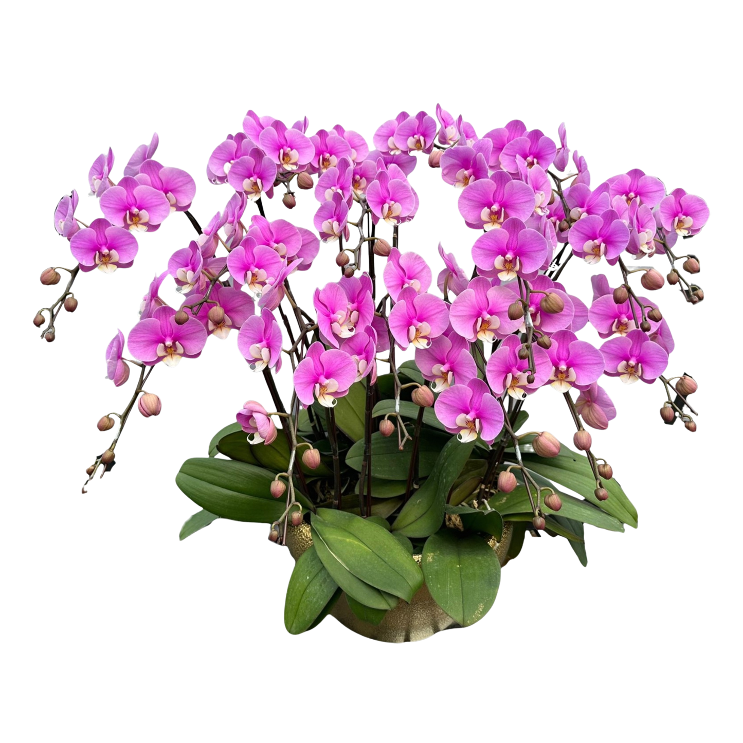 格蘭花店 - 安娜大花蝴蝶蘭15菖 [PO005] 蘭花 辦公室枱花 大堂枱花 開張 新春蘭花 年花 自家蘭花園種植