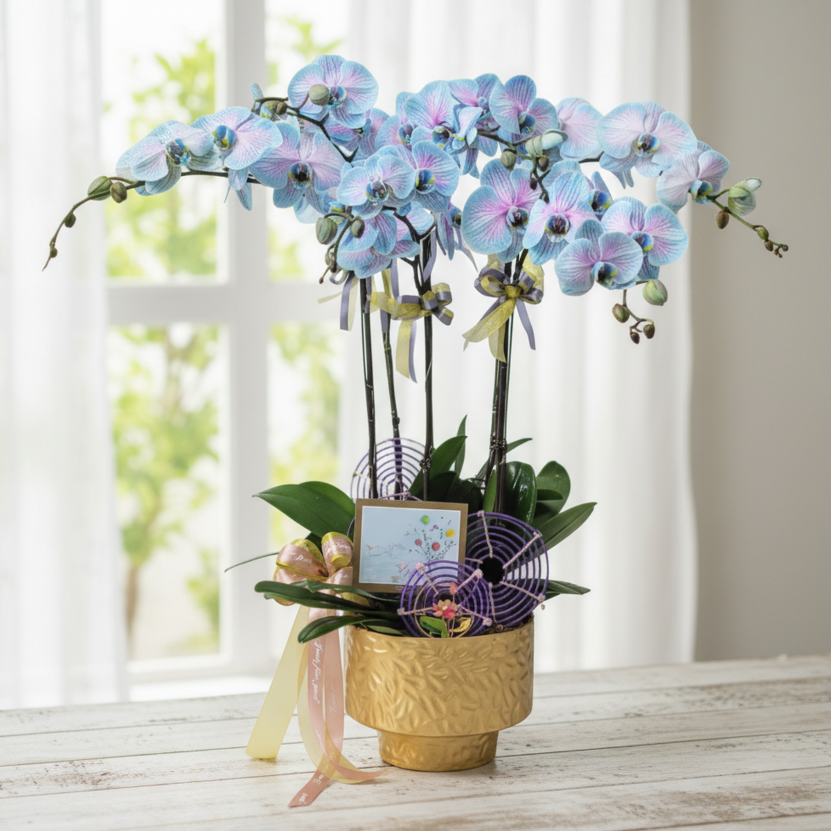 格蘭花店 - 馬卡龍大花蝴蝶蘭5菖 [PO006] 蘭花 辦公室枱花 大堂枱花 開張 新春蘭花 年花 自家蘭花園種植
