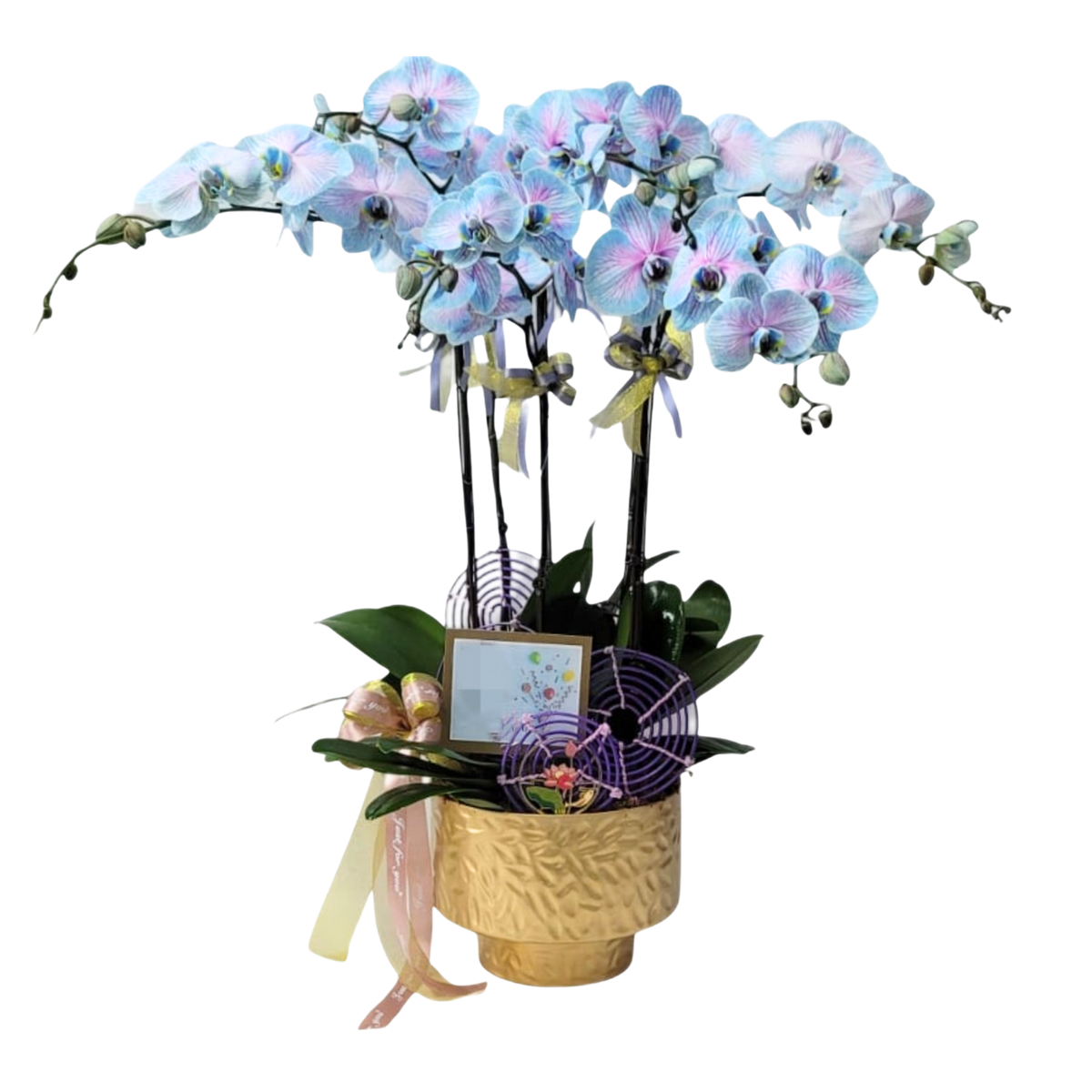 格蘭花店 - 馬卡龍大花蝴蝶蘭5菖 [PO006] 蘭花 辦公室枱花 大堂枱花 開張 新春蘭花 年花 自家蘭花園種植