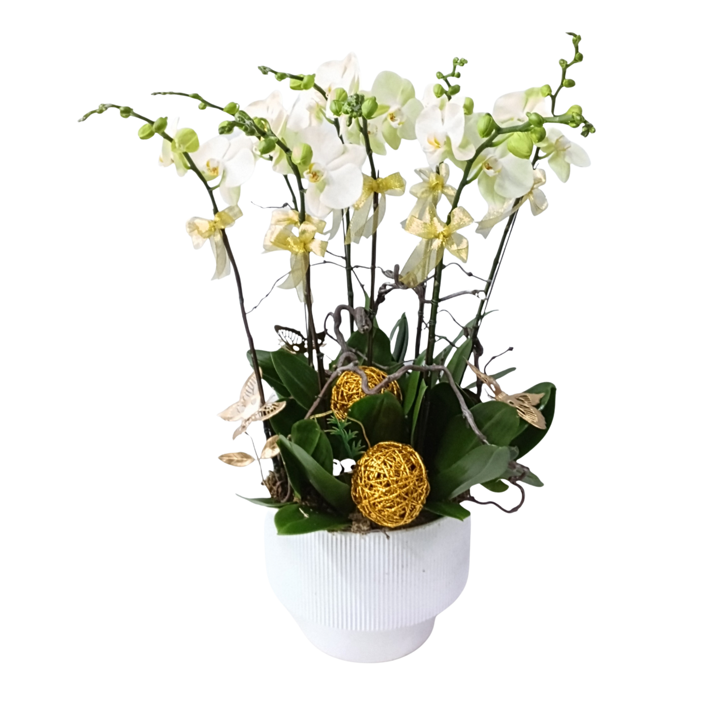 格蘭花店 - 世界小姐大花蝴蝶蘭8菖 [PO007] 蘭花 辦公室枱花 大堂枱花 開張 新春蘭花 年花 自家蘭花園種植