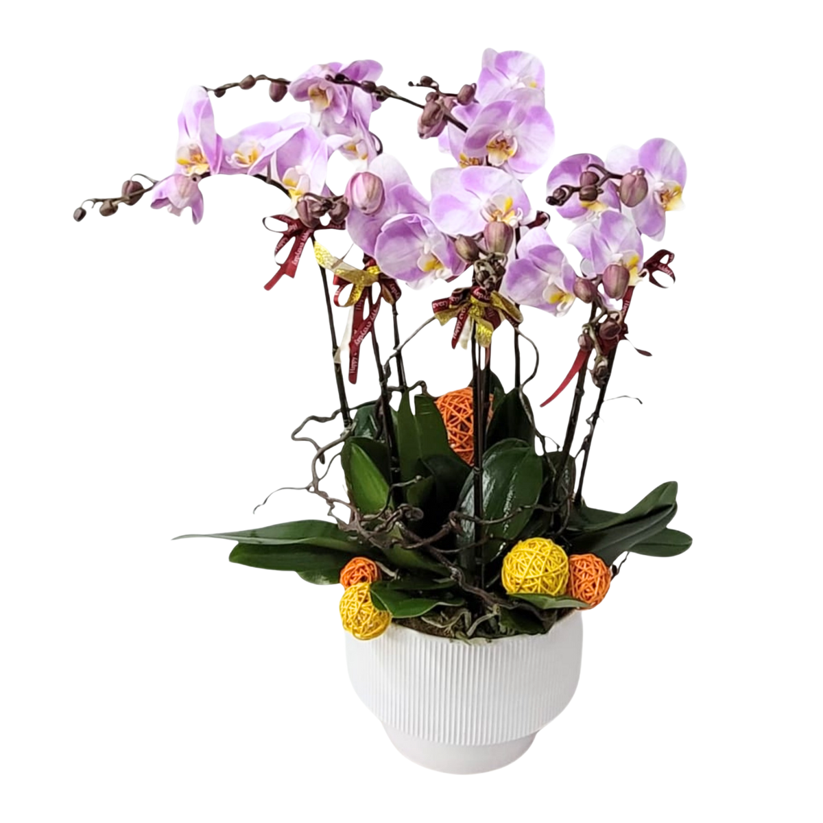 格蘭花店 - 粉紅寶貝大花蝴蝶蘭8菖 [PO008] 蘭花 辦公室枱花 大堂枱花 開張 新春蘭花 年花 自家蘭花園種植