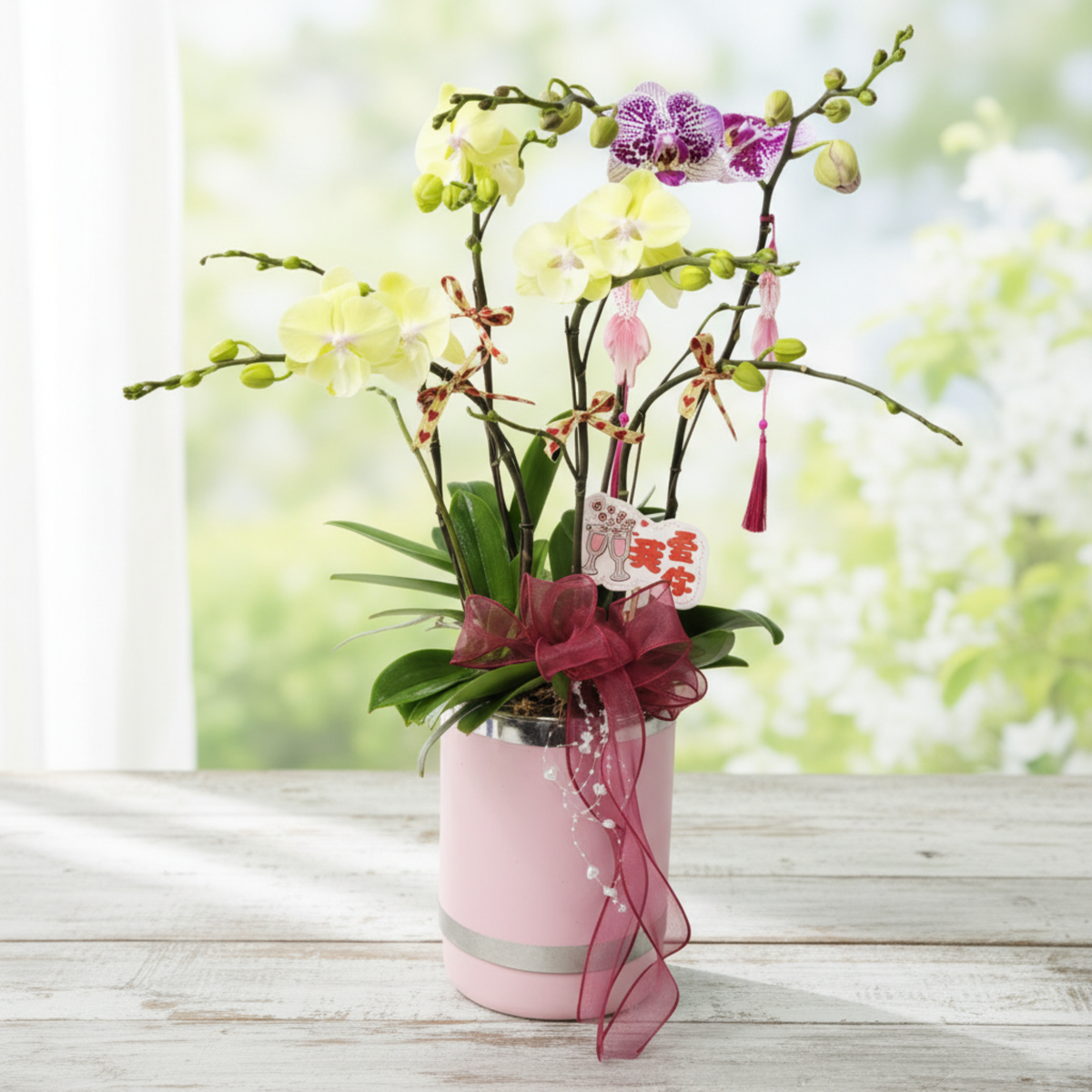 格蘭花店 - 什錦中花蝴蝶蘭6菖 [PO010] 蘭花 辦公室枱花 大堂枱花 開張 新春蘭花 年花 自家蘭花園種植