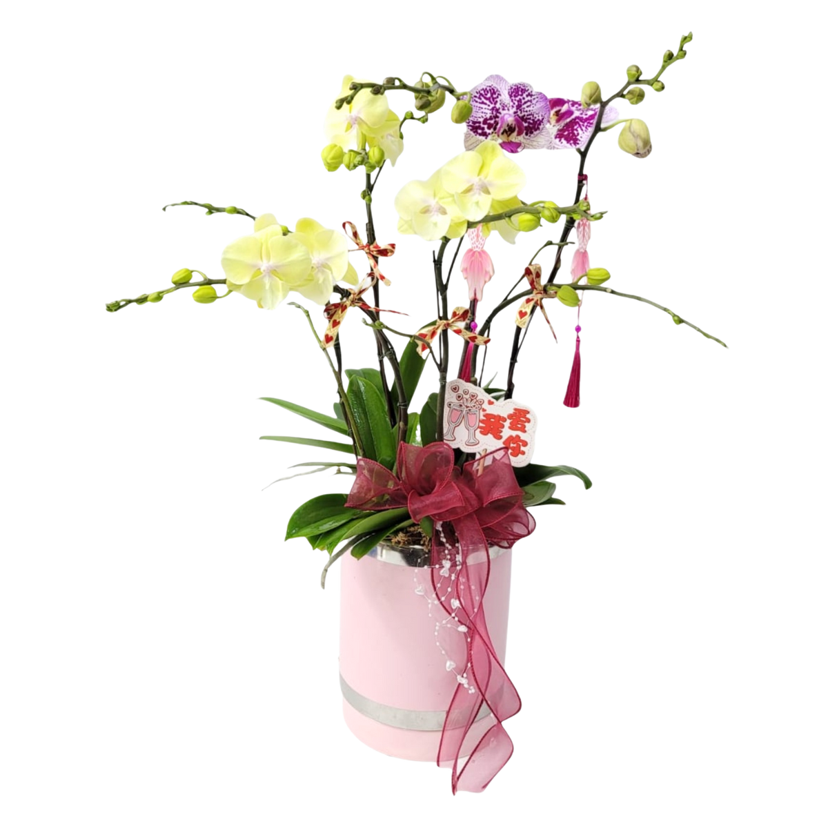 格蘭花店 - 什錦中花蝴蝶蘭6菖 [PO010] 蘭花 辦公室枱花 大堂枱花 開張 新春蘭花 年花 自家蘭花園種植