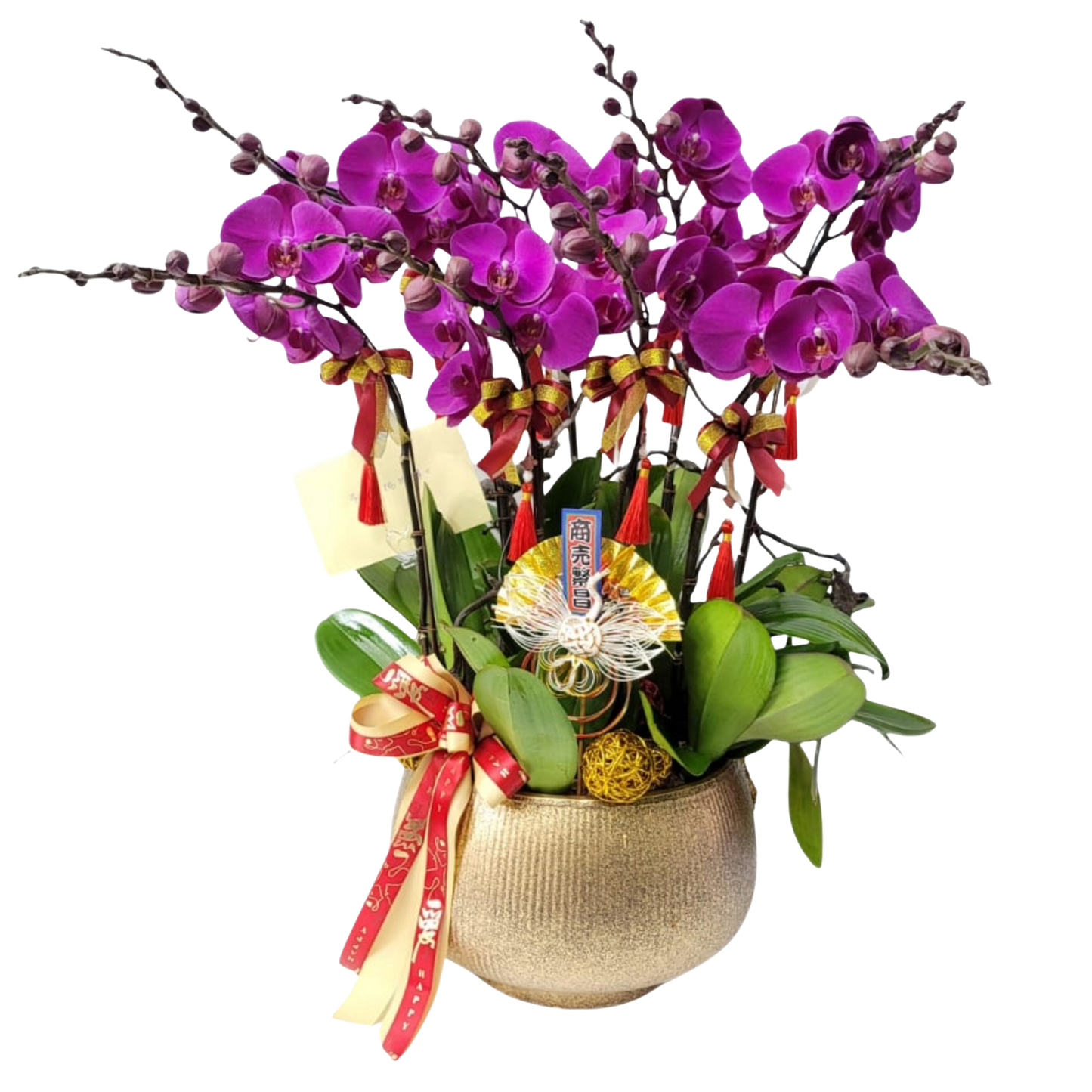 格蘭花店 - 中國紅大花蝴蝶蘭8菖 [PO012] 蘭花 辦公室枱花 大堂枱花 開張 新春蘭花 年花 自家蘭花園種植