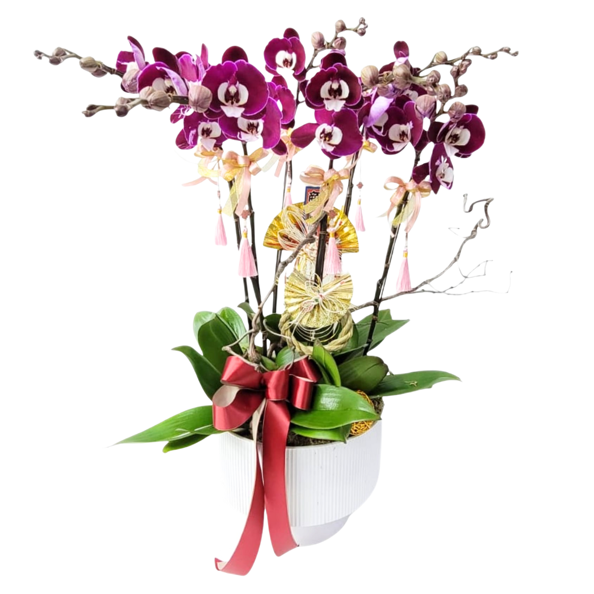 格蘭花店 - 米歇爾大花蝴蝶蘭8菖 [PO014] 蘭花 辦公室枱花 大堂枱花 開張 新春蘭花 年花 自家蘭花園種植