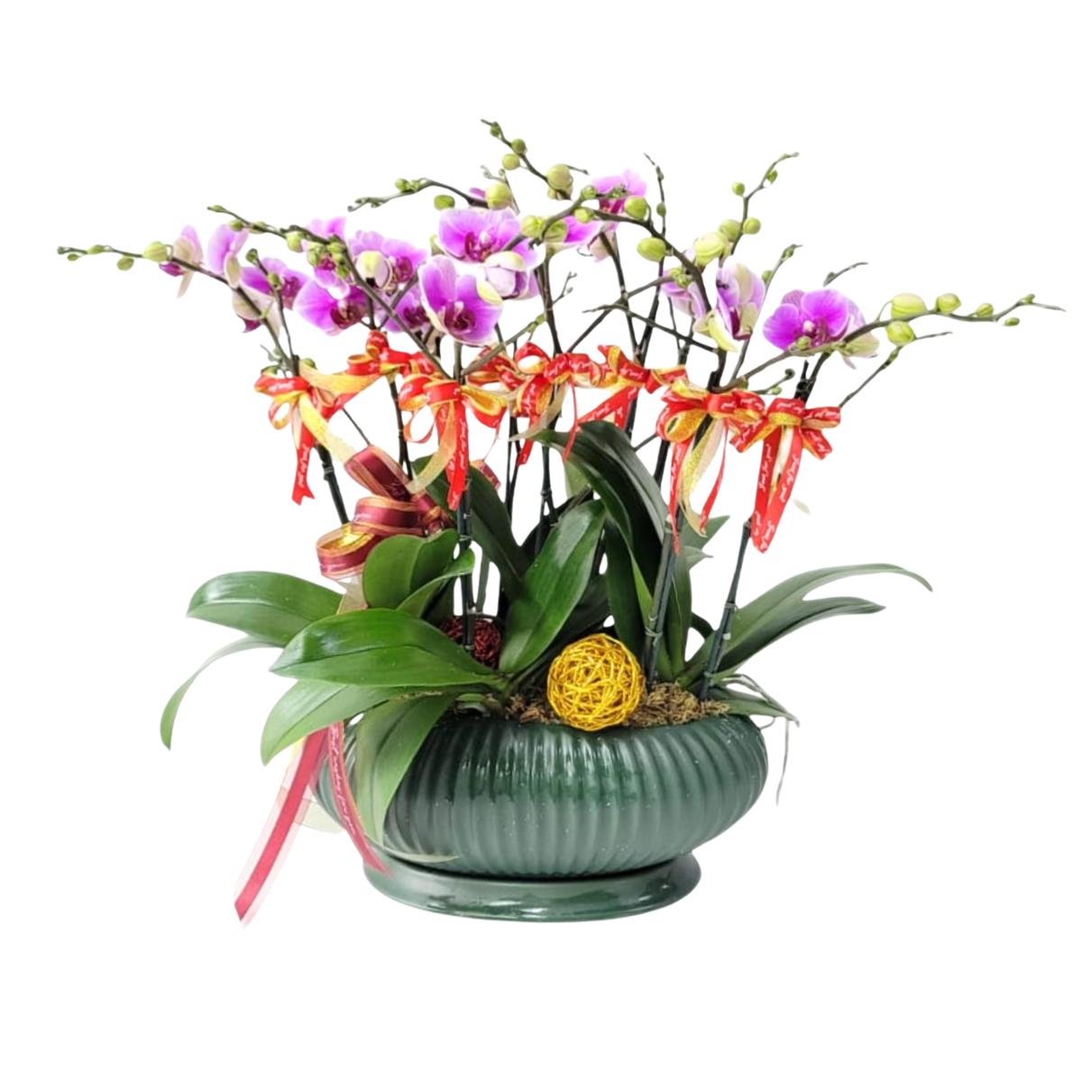 格蘭花店 - 寶貝中花蝴蝶蘭10菖 [PO015] 蘭花 辦公室枱花 大堂枱花 開張 新春蘭花 年花 自家蘭花園種植
