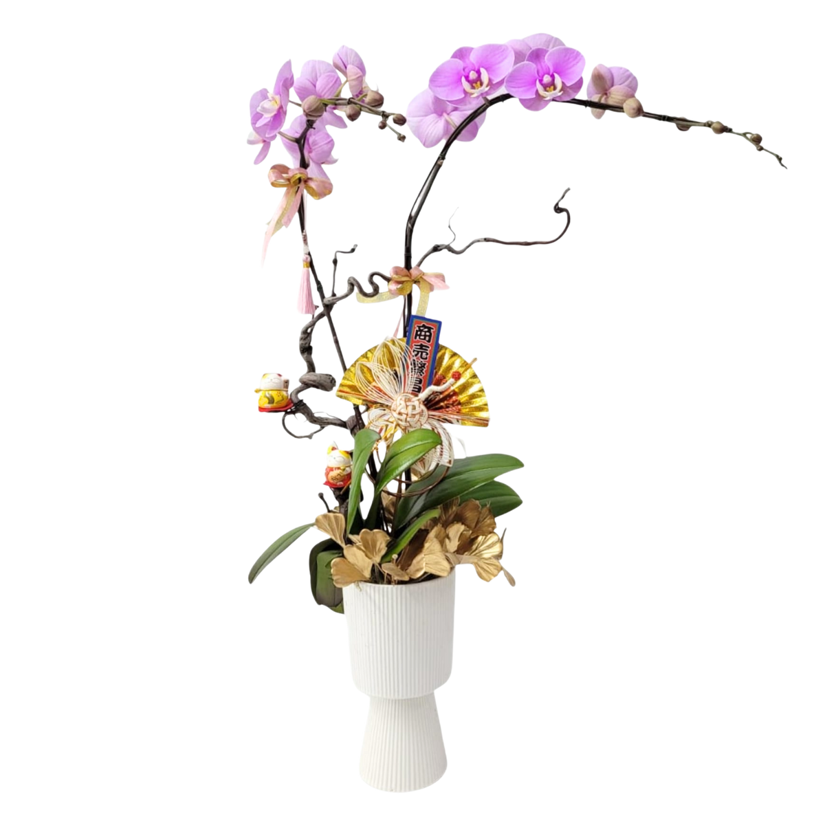 格蘭花店 - 安娜中花蝴蝶蘭2菖 [PO016] 蘭花 辦公室枱花 大堂枱花 開張 新春蘭花 年花 自家蘭花園種植