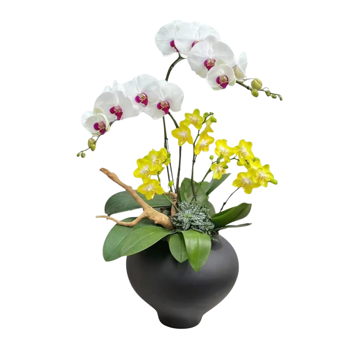 格蘭花店 - 雪玉檸檬蝴蝶蘭6菖 [PO017] 蘭花 辦公室枱花 大堂枱花 開張 新春蘭花 年花 自家蘭花園種植