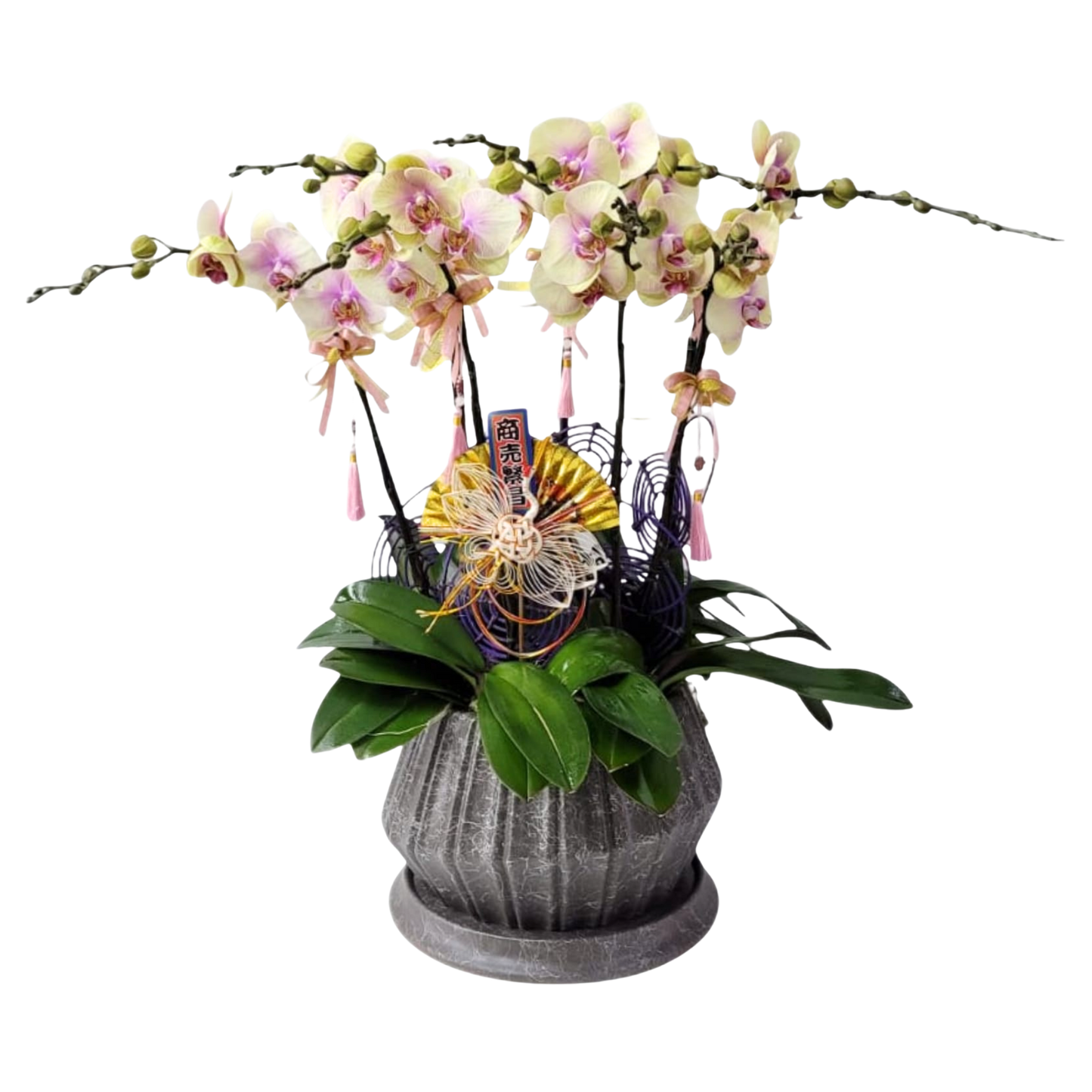 格蘭花店 - 424大花蝴蝶蘭6菖 [PO019] 蘭花 辦公室枱花 大堂枱花 開張 新春蘭花 年花 自家蘭花園種植