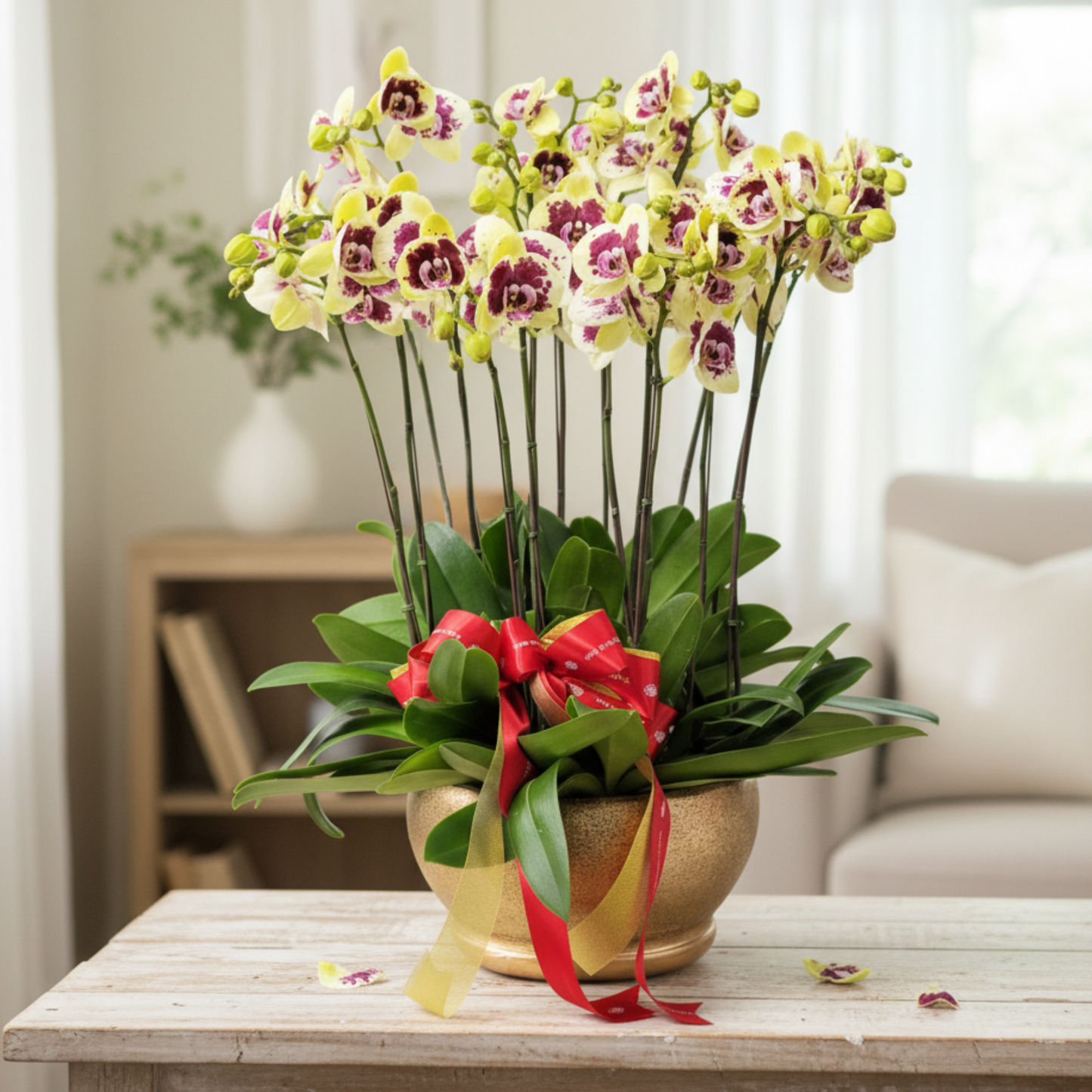 格蘭花店 - 鴻運財神大花蝴蝶蘭12菖 [PO020] 蘭花 辦公室枱花 大堂枱花 開張 新春蘭花 年花 自家蘭花園種植