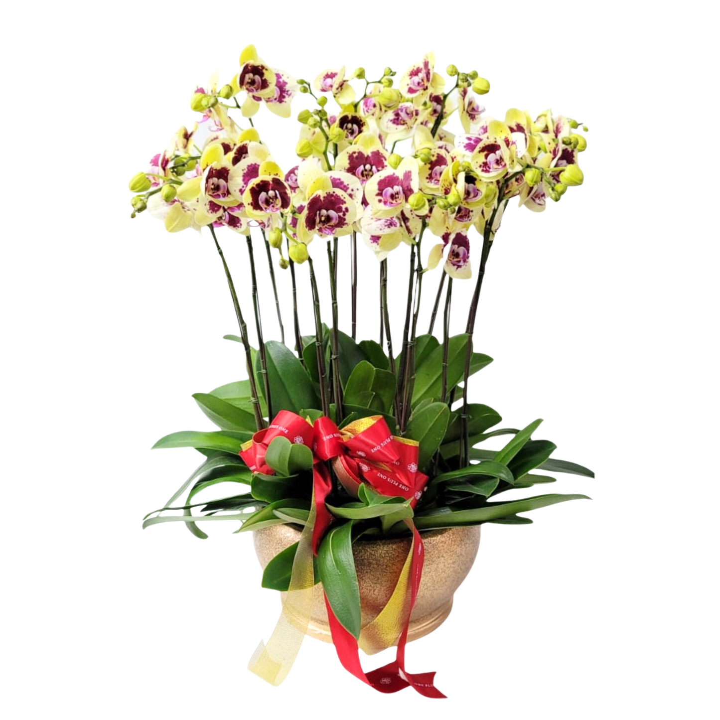 格蘭花店 - 鴻運財神大花蝴蝶蘭12菖 [PO020] 蘭花 辦公室枱花 大堂枱花 開張 新春蘭花 年花 自家蘭花園種植