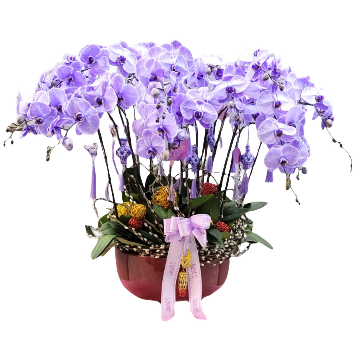 格蘭花店 - 馬卡龍大花蝴蝶蘭18菖 [PO021] 蘭花 辦公室枱花 大堂枱花 開張 新春蘭花 年花 自家蘭花園種植