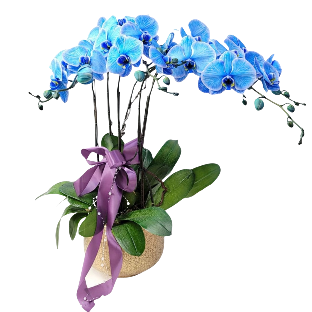 格蘭花店 - 馬卡龍大花蝴蝶蘭6菖 [PO022] 蘭花 辦公室枱花 大堂枱花 開張 新春蘭花 年花 自家蘭花園種植