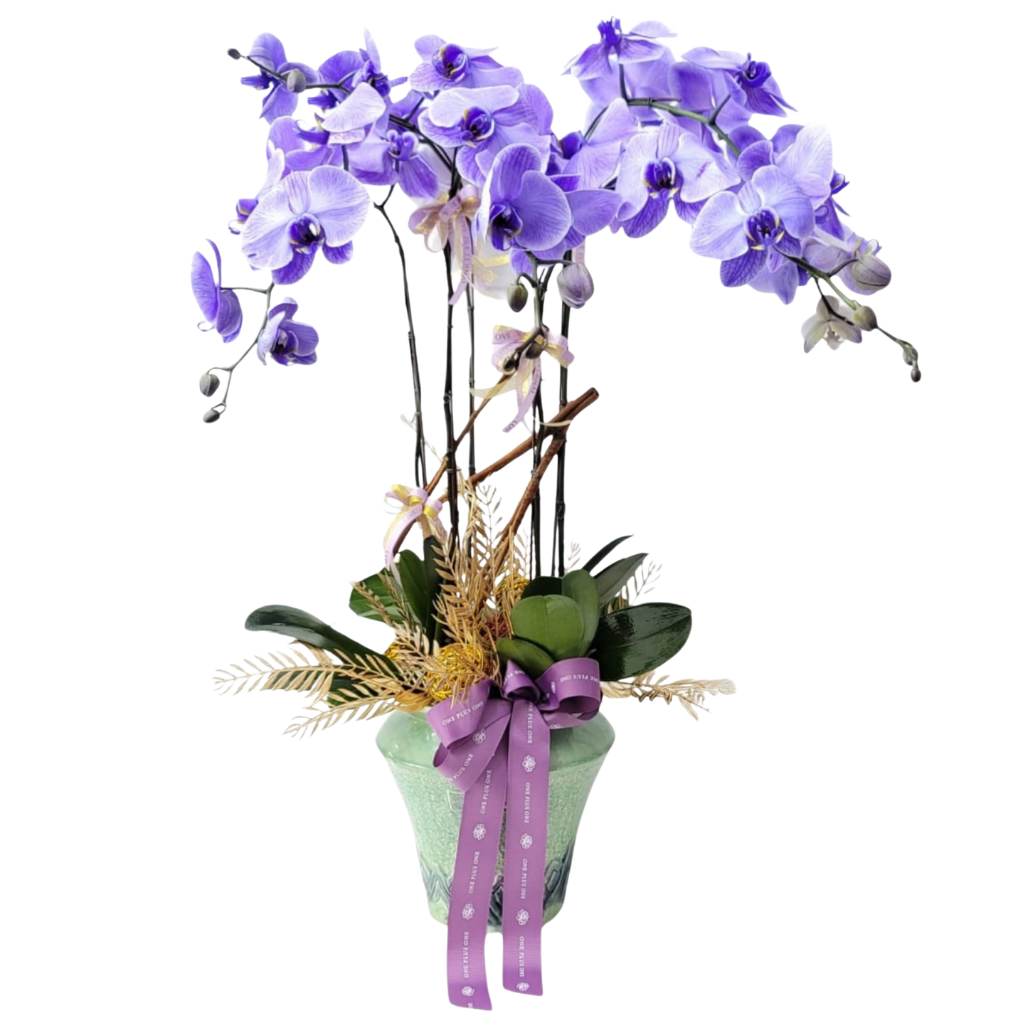 格蘭花店 - 馬卡龍大花蝴蝶蘭5菖 [PO023] 蘭花 辦公室枱花 大堂枱花 開張 新春蘭花 年花 自家蘭花園種植