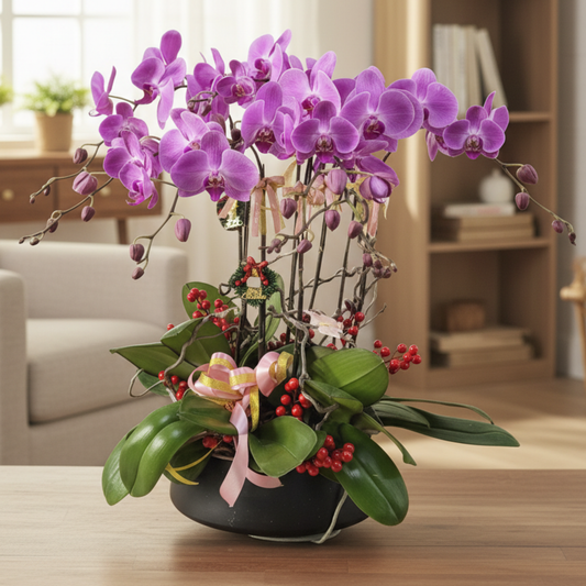 格蘭花店 - 大粉花蝴蝶蘭10菖 [PO024] 蘭花 辦公室枱花 大堂枱花 開張 新春蘭花 年花 自家蘭花園種植