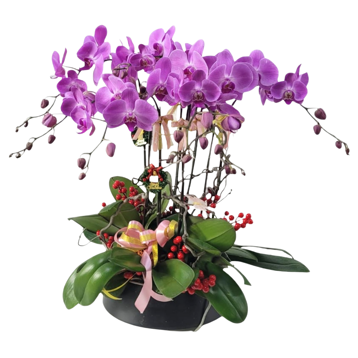 格蘭花店 - 大粉花蝴蝶蘭10菖 [PO024] 蘭花 辦公室枱花 大堂枱花 開張 新春蘭花 年花 自家蘭花園種植