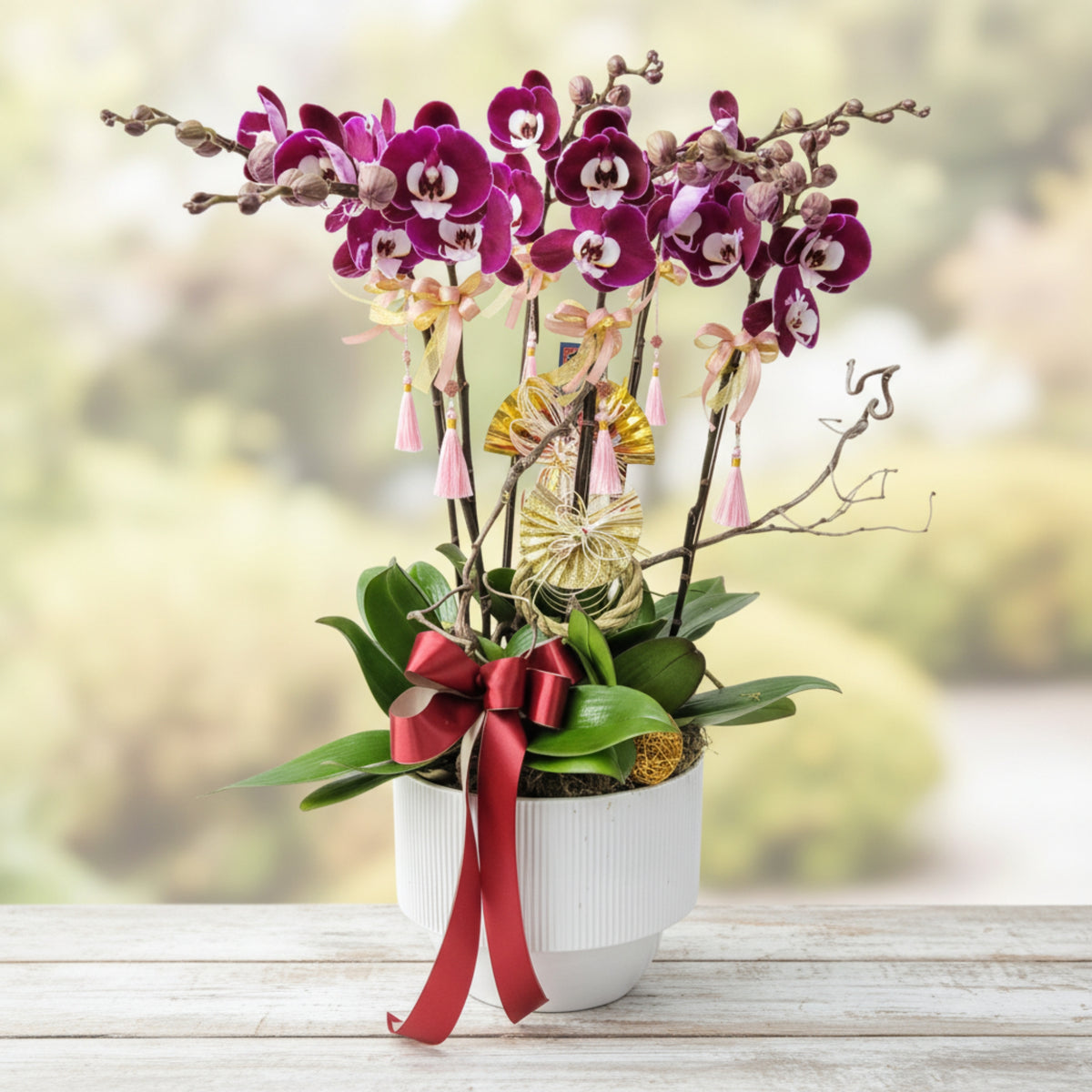 格蘭花店 - 米歇爾大花蝴蝶蘭8菖 [PO026] 蘭花 辦公室枱花 大堂枱花 開張 新春蘭花 年花 自家蘭花園種植