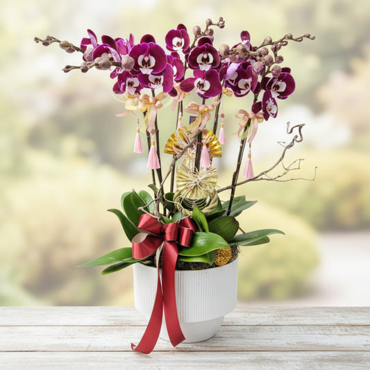 格蘭花店 - 米歇爾大花蝴蝶蘭8菖 [PO026] 蘭花 辦公室枱花 大堂枱花 開張 新春蘭花 年花 自家蘭花園種植