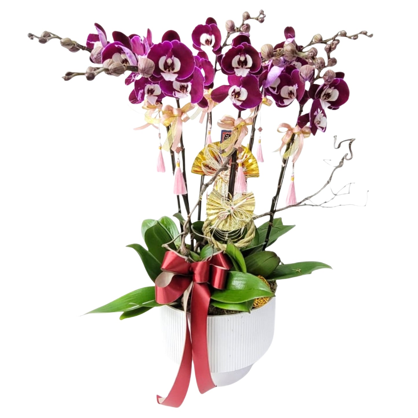 格蘭花店 - 米歇爾大花蝴蝶蘭8菖 [PO026] 蘭花 辦公室枱花 大堂枱花 開張 新春蘭花 年花 自家蘭花園種植