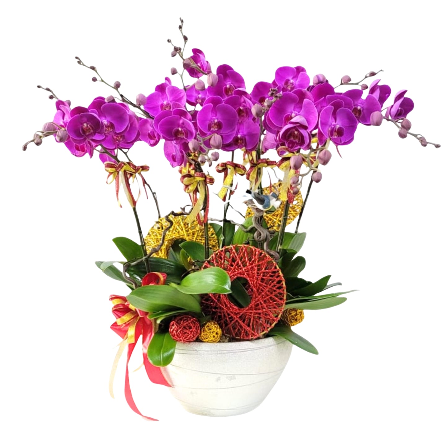 格蘭花店 - 紅寶石大花蝴蝶蘭10菖 [PO027] 蘭花 辦公室枱花 大堂枱花 開張 新春蘭花 年花 自家蘭花園種植