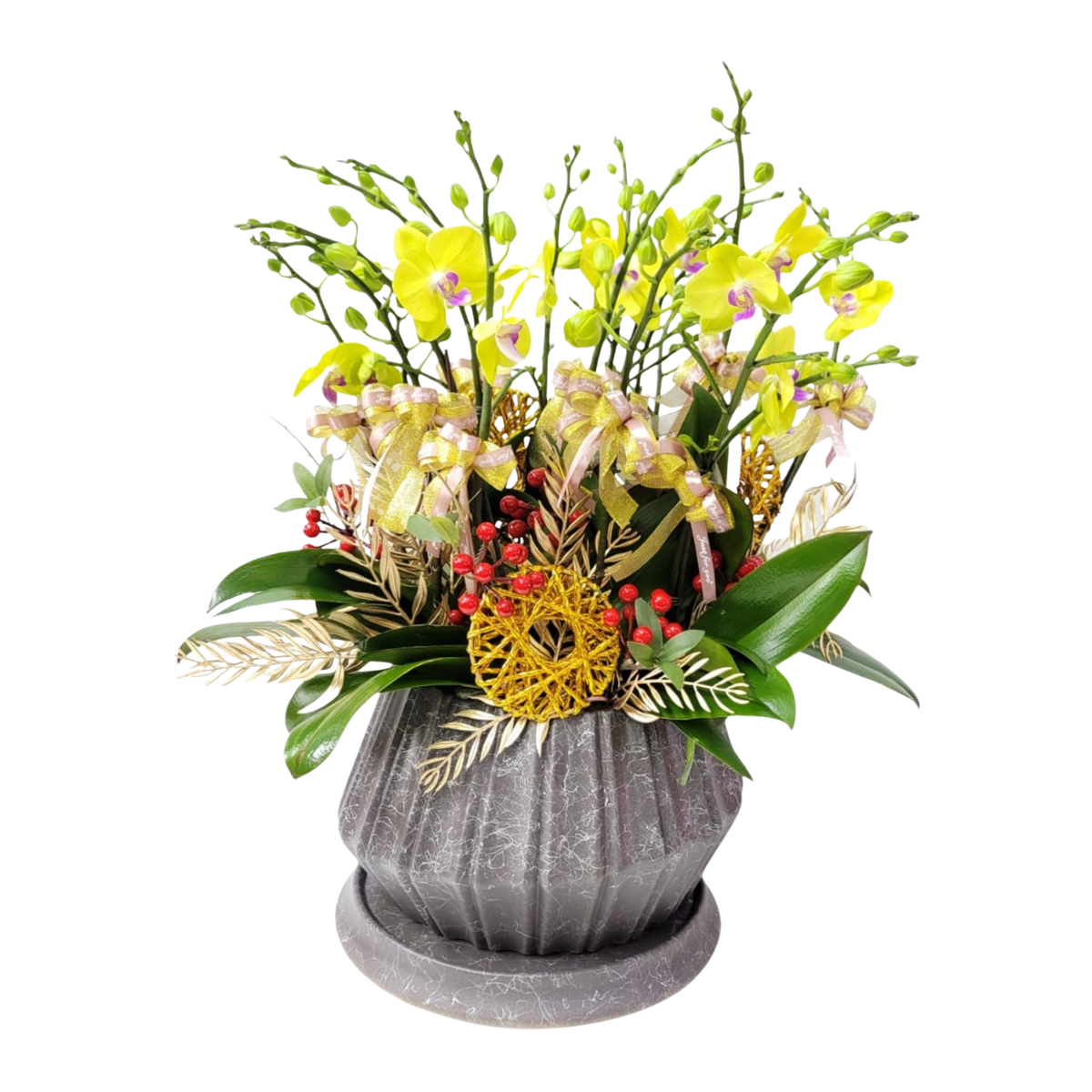 格蘭花店 - 甜格格中花蝴蝶蘭10菖 [PO029] 蘭花 辦公室枱花 大堂枱花 開張 新春蘭花 年花 自家蘭花園種植