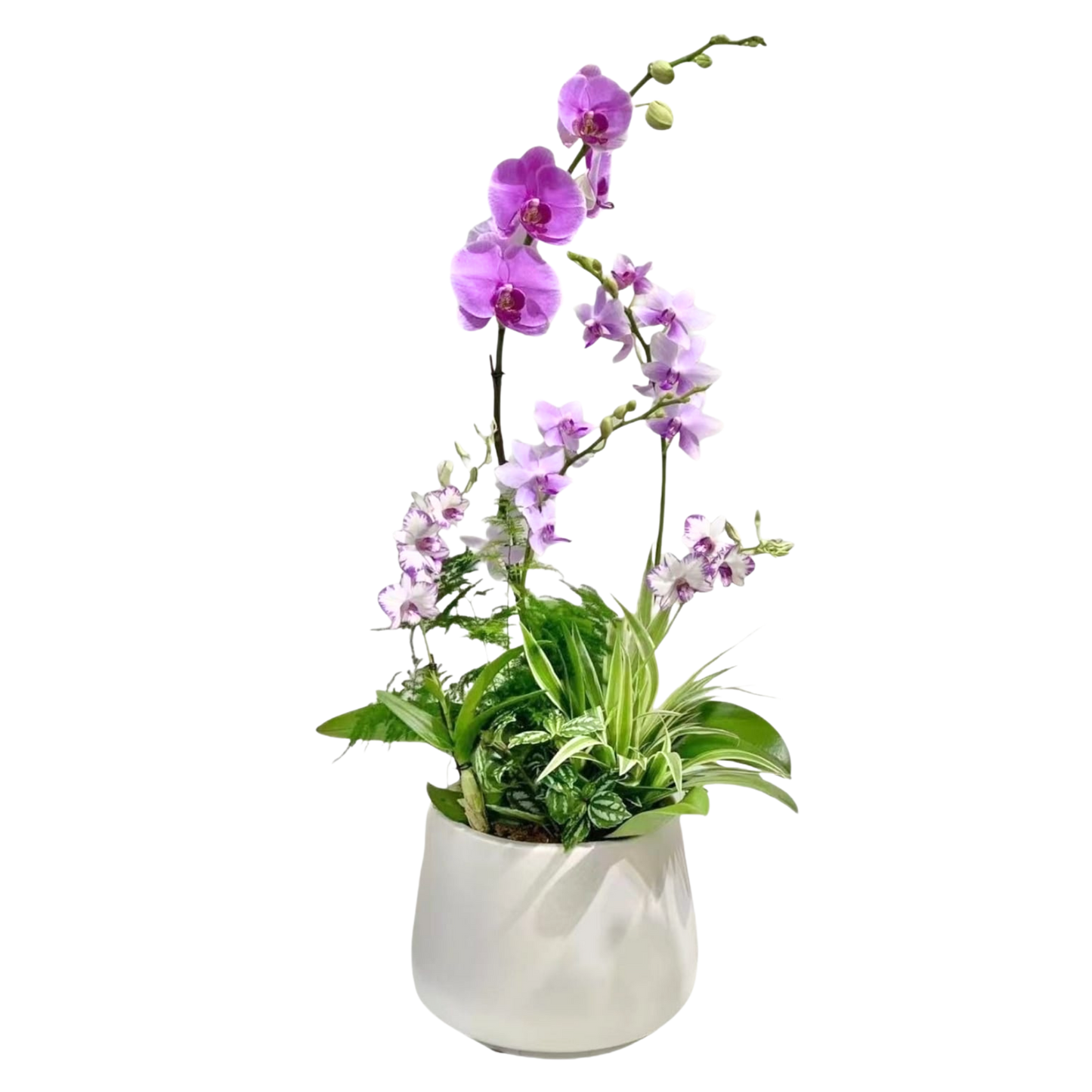 格蘭花店 - 什錦蝴蝶蘭5菖 [PO030] 蘭花 辦公室枱花 大堂枱花 開張 新春蘭花 年花 自家蘭花園種植