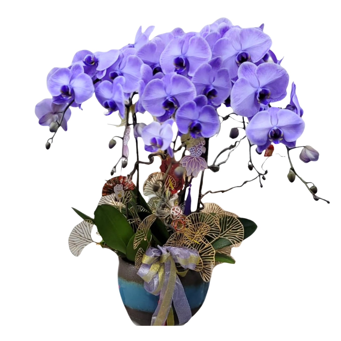 格蘭花店 - 馬卡龍大花蝴蝶蘭6菖 [PO032] 蘭花 辦公室枱花 大堂枱花 開張 新春蘭花 年花 自家蘭花園種植