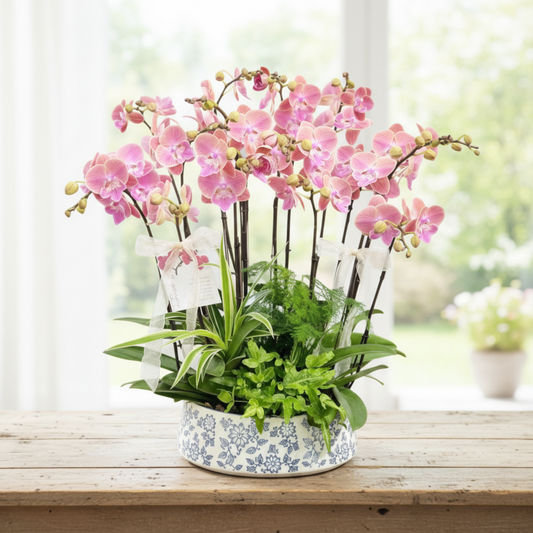 格蘭花店 - 威尼斯中花蝴蝶蘭12菖 [PO033] 蘭花 辦公室枱花 大堂枱花 開張 新春蘭花 年花 自家蘭花園種植