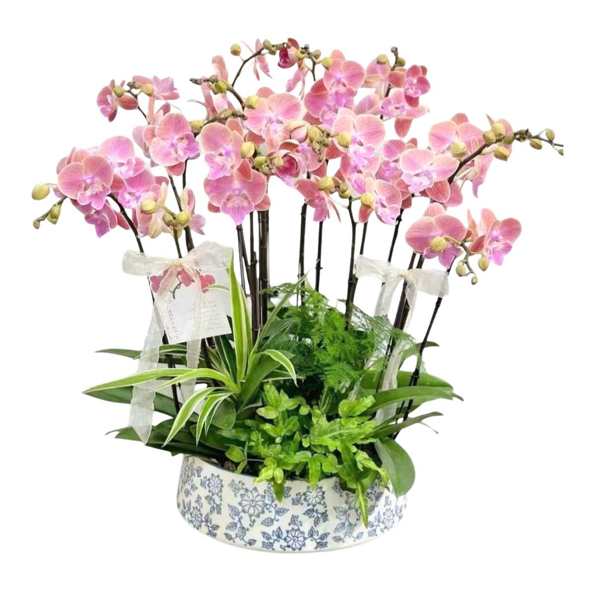 格蘭花店 - 威尼斯中花蝴蝶蘭12菖 [PO033] 蘭花 辦公室枱花 大堂枱花 開張 新春蘭花 年花 自家蘭花園種植
