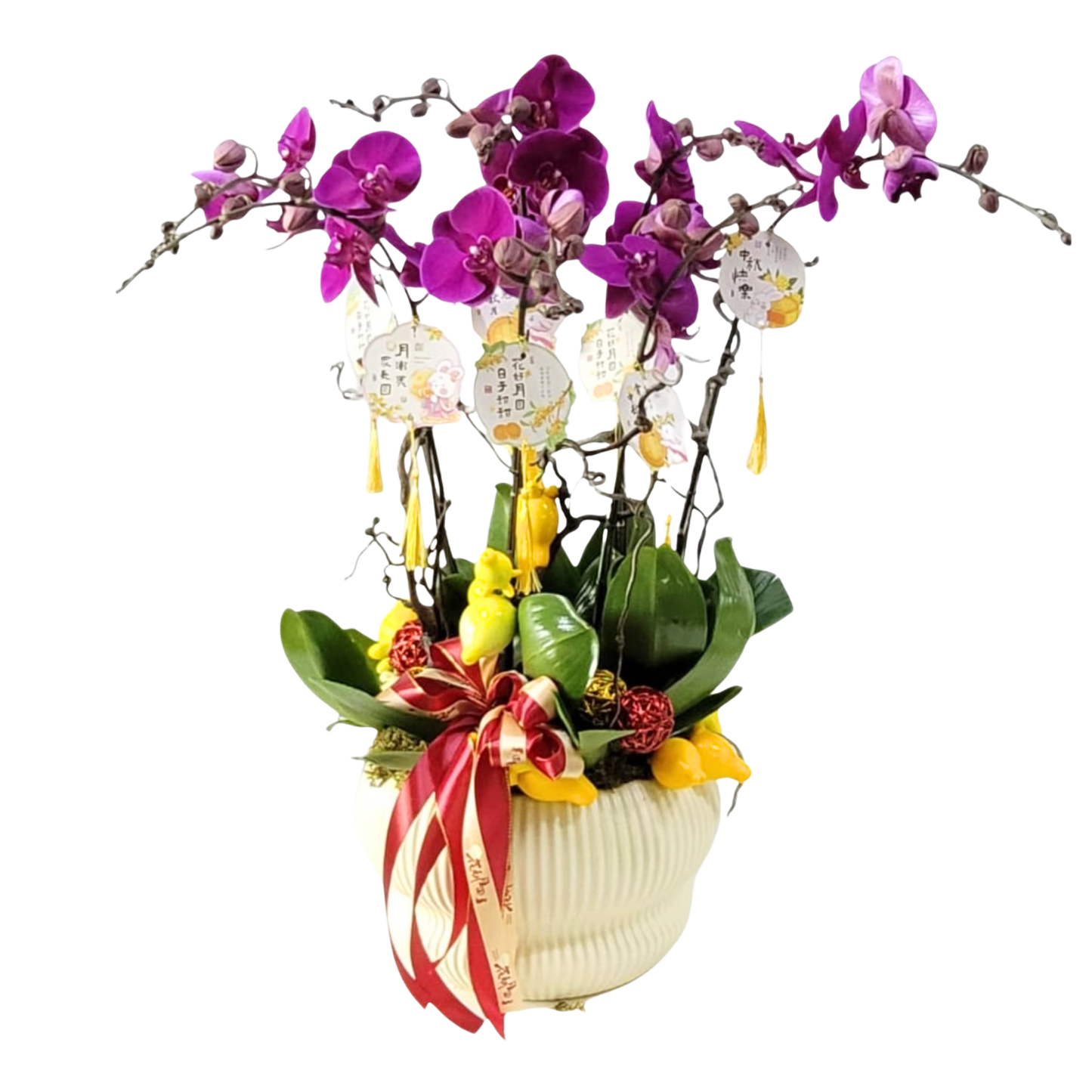 格蘭花店 - 大辣椒大花蝴蝶蘭8菖 [PO034] 蘭花 辦公室枱花 大堂枱花 開張 新春蘭花 年花 自家蘭花園種植