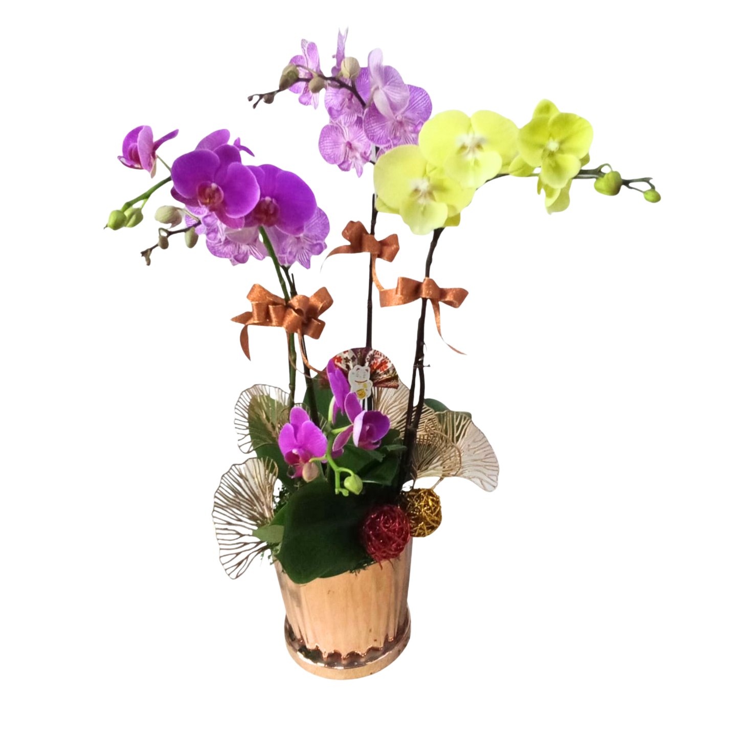 格蘭花店 - 什錦中花蝴蝶蘭5菖 [PO035] 蘭花 辦公室枱花 大堂枱花 開張 新春蘭花 年花 自家蘭花園種植