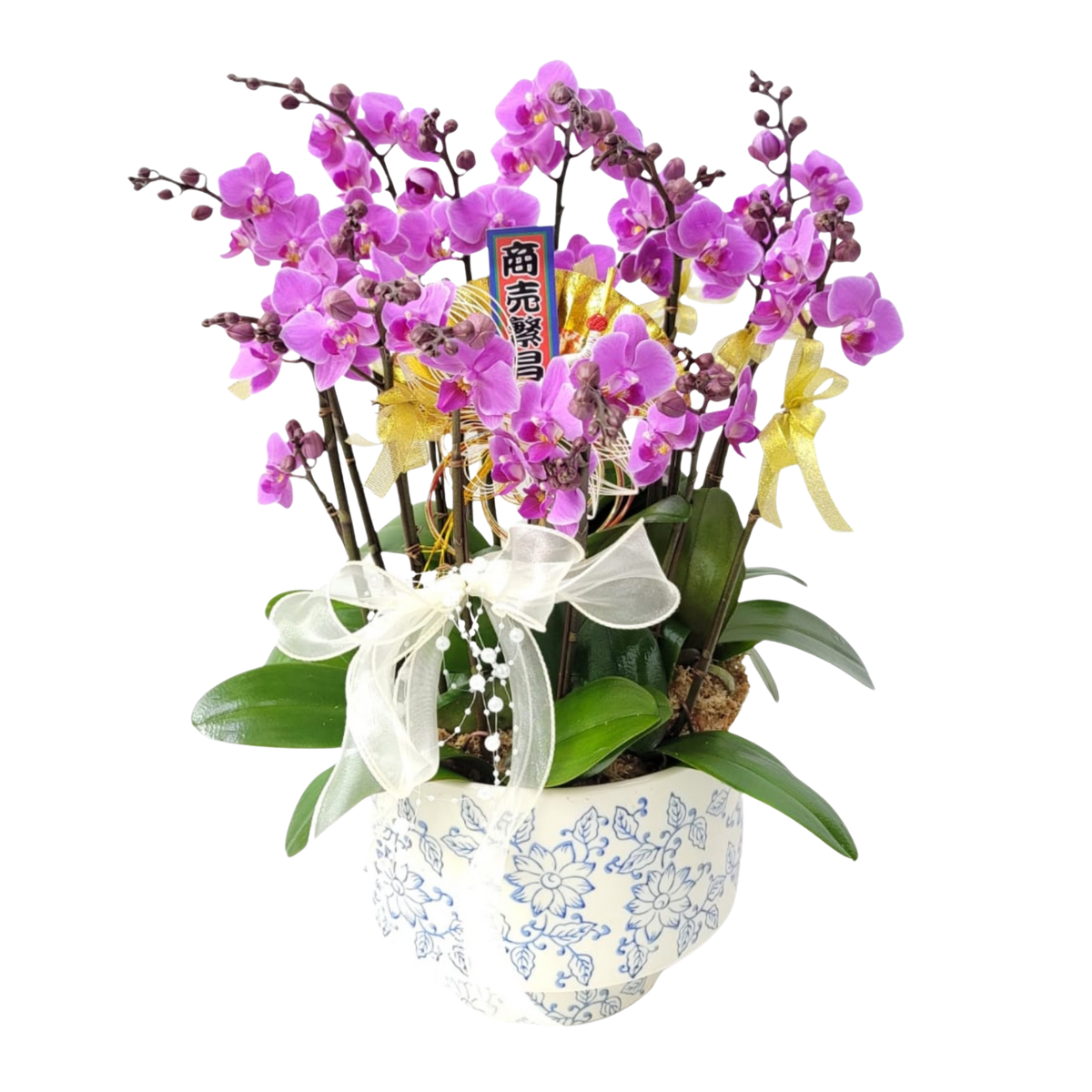 格蘭花店 - 皇妃中花蝴蝶蘭16菖 [PO036] 蘭花 辦公室枱花 大堂枱花 開張 新春蘭花 年花 自家蘭花園種植