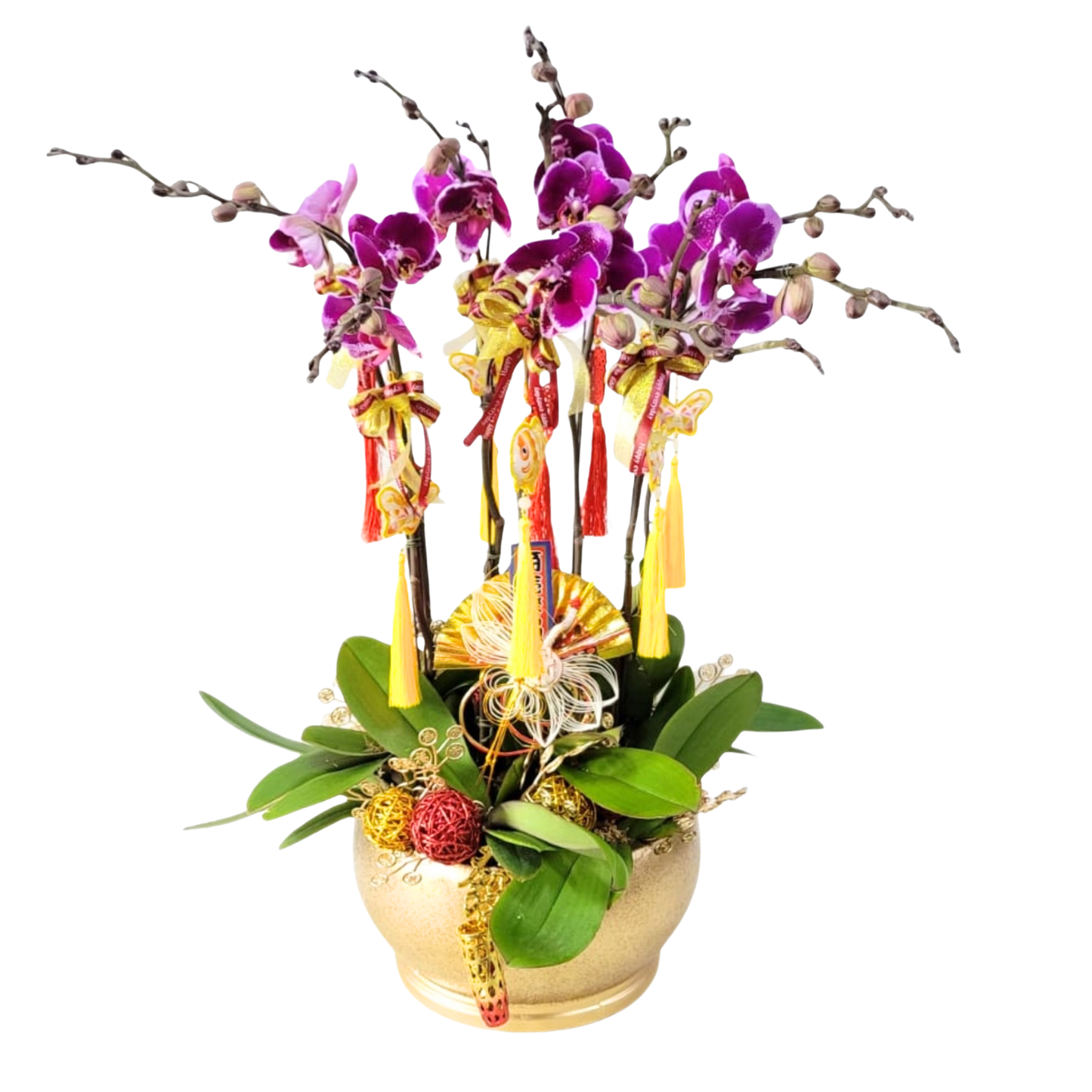 格蘭花店 - 大財主大花蝴蝶蘭8菖 [PO037] 蘭花 辦公室枱花 大堂枱花 開張 新春蘭花 年花 自家蘭花園種植