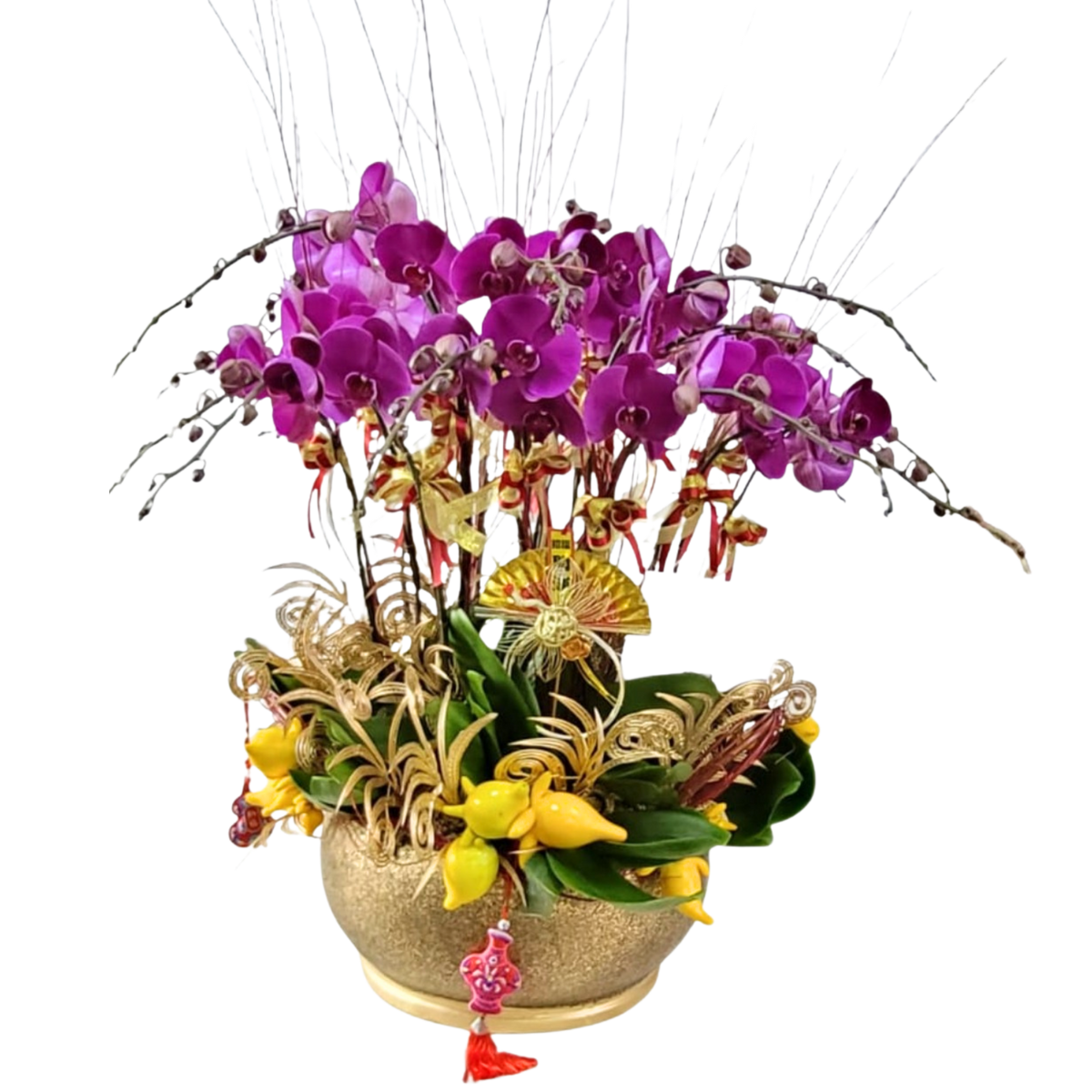 格蘭花店 - 大辣椒大花蝴蝶蘭12菖 [PO038] 蘭花 辦公室枱花 大堂枱花 開張 新春蘭花 年花 自家蘭花園種植