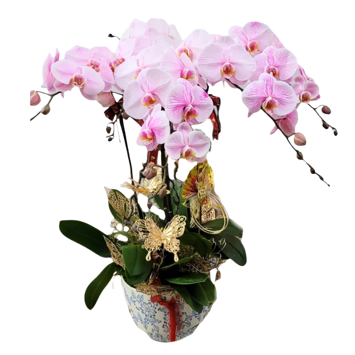 格蘭花店 - 馬卡龍大花蝴蝶蘭5菖 [PO039] 蘭花 辦公室枱花 大堂枱花 開張 新春蘭花 年花 自家蘭花園種植