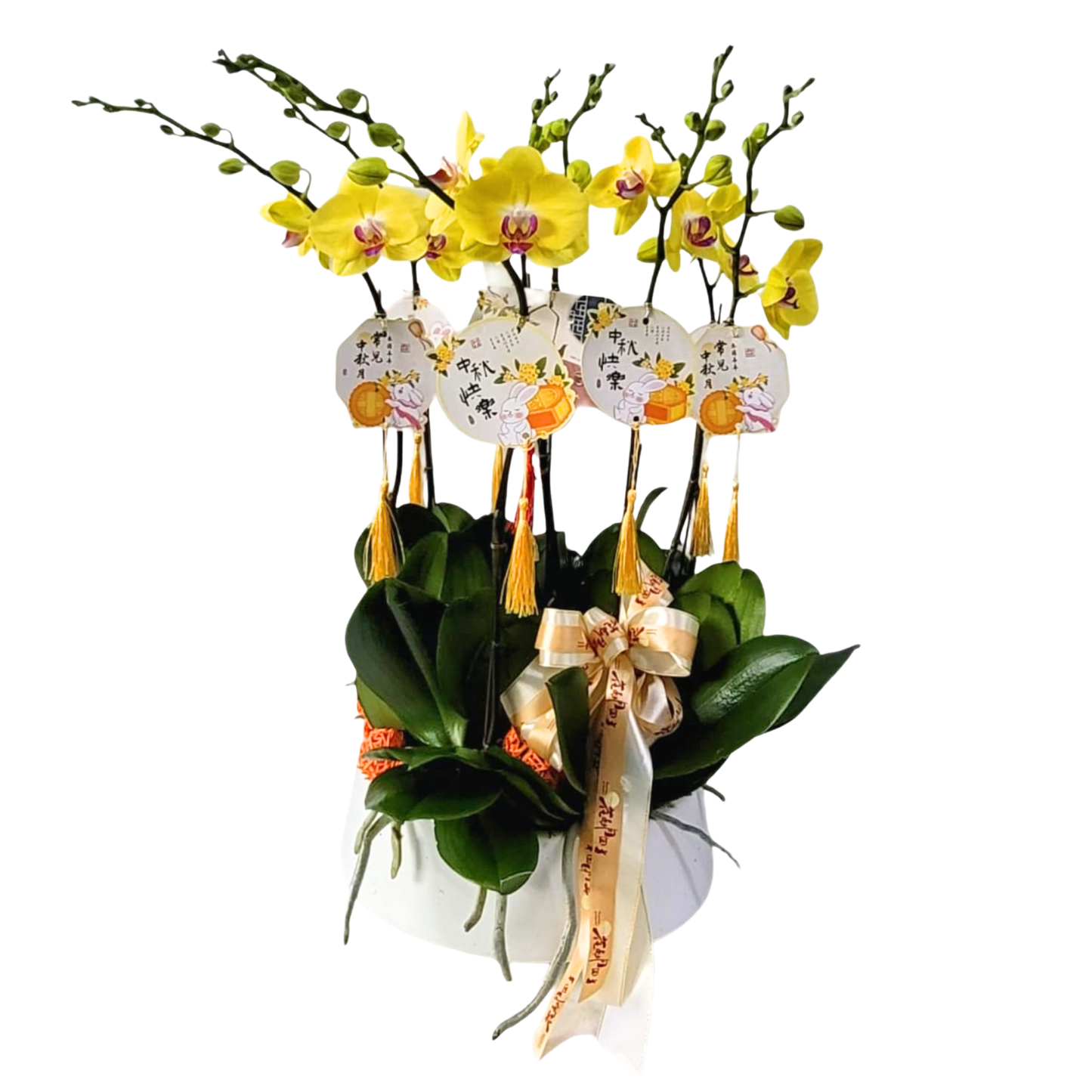 格蘭花店 - 黃金美人大花蝴蝶蘭8菖 [PO040] 蘭花 辦公室枱花 大堂枱花 開張 新春蘭花 年花 自家蘭花園種植