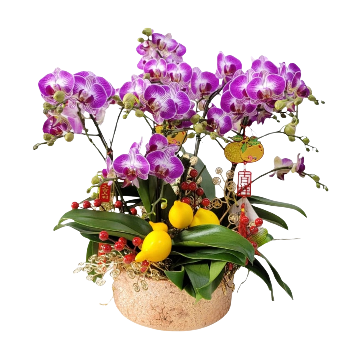 格蘭花店 - 繽紛安妮中花蝴蝶蘭6菖 [PO044] 蘭花 辦公室枱花 大堂枱花 開張 新春蘭花 年花 自家蘭花園種植