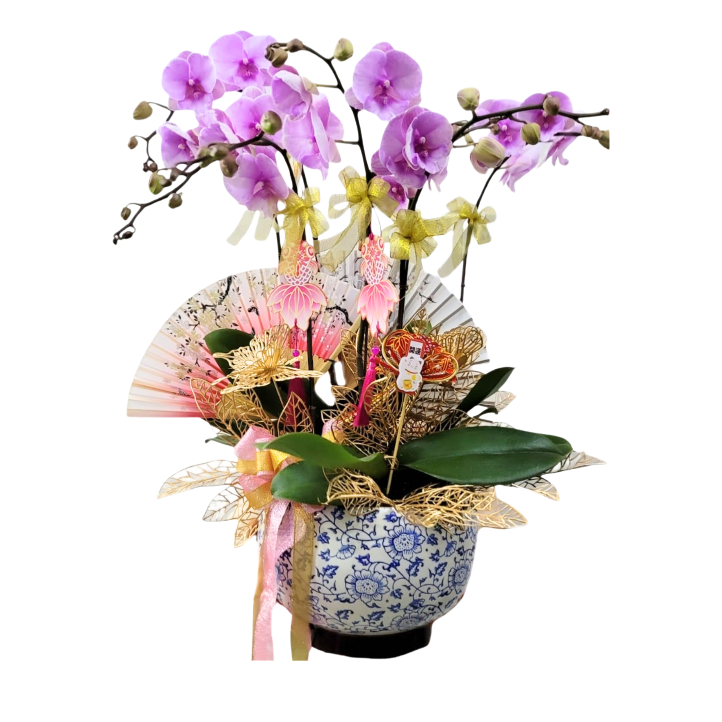 格蘭花店 - 海洋文里大花蝴蝶蘭6菖 [PO045] 蘭花 辦公室枱花 大堂枱花 開張 新春蘭花 年花 自家蘭花園種植
