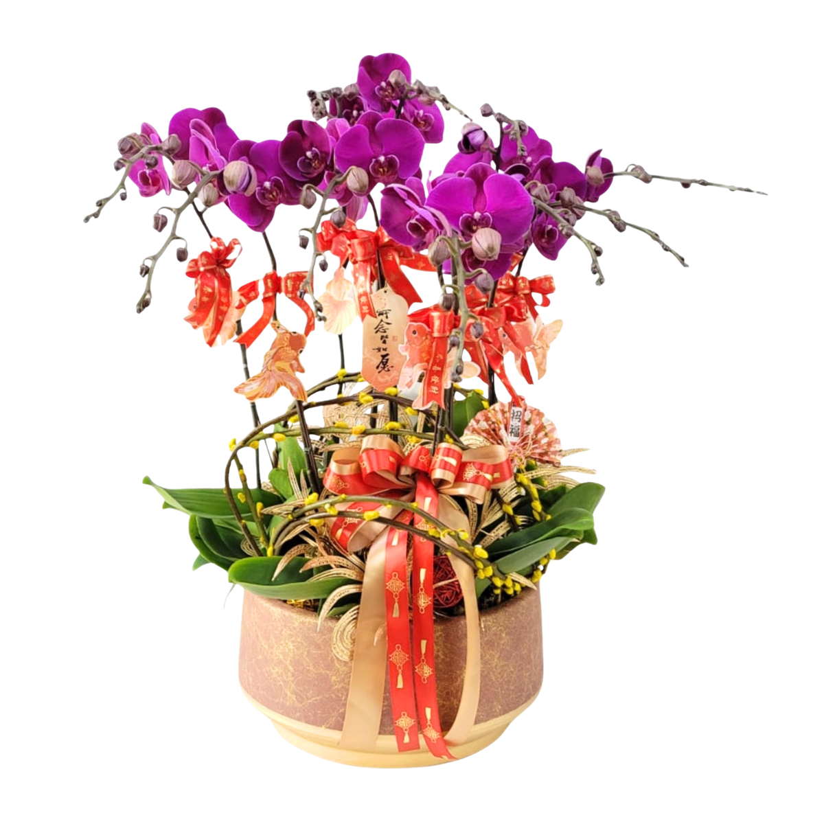 格蘭花店 - 大辣椒大花蝴蝶蘭10菖 [PO046] 蘭花 辦公室枱花 大堂枱花 開張 新春蘭花 年花 自家蘭花園種植