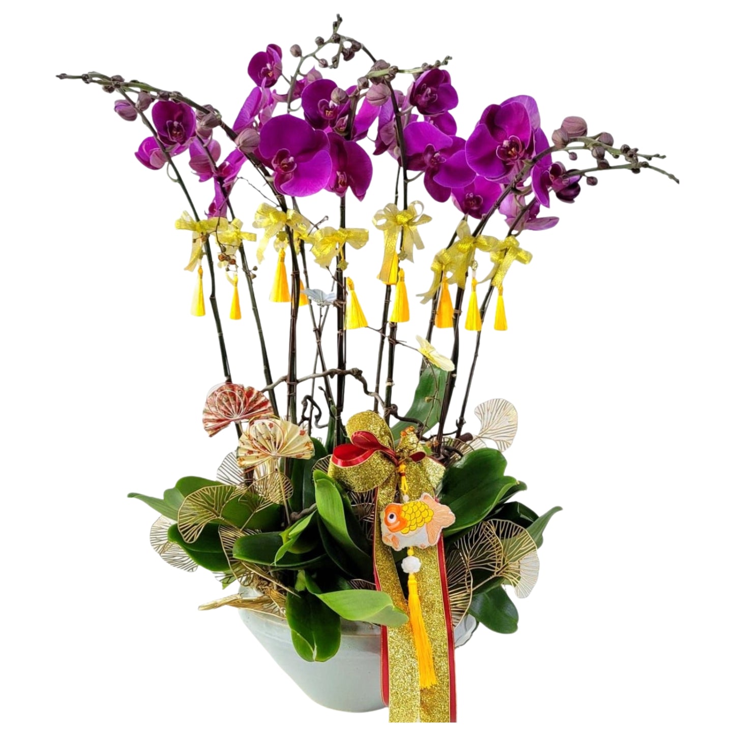 格蘭花店 - 大辣椒大花蝴蝶蘭10菖 [PO048] 蘭花 辦公室枱花 大堂枱花 開張 新春蘭花 年花 自家蘭花園種植