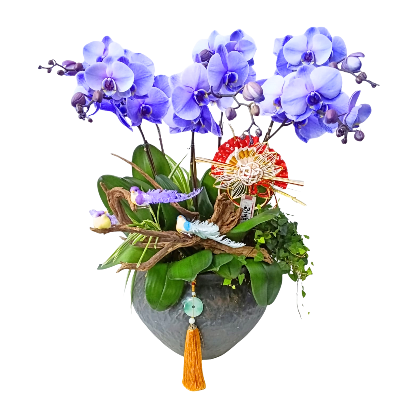 格蘭花店 - 馬卡龍紫色大花蝴蝶蘭6棵 [PON25001] 蘭花 辦公室枱花 大堂枱花 開張 新春蘭花 年花 自家蘭花園種植